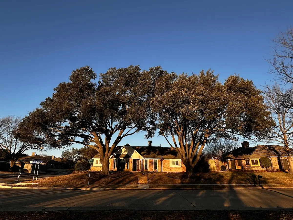 Established residential canopy tree shading a home in Waverly